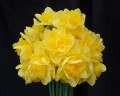 Narcissus 'Spring Paradijs' -Flowers Sales Store narcissus spring paradise 6