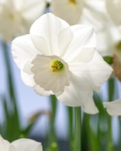 Narcissus 'Stainless'