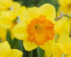 Narcissus 'Sunlover' -Flowers Sales Store narcissus sunlover 3