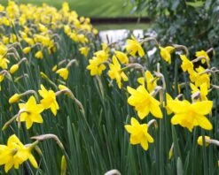 Narcissus 'Sweetness' 17 Narcissus 'Sweetness' -Flowers Sales Store narcissus sweetness 1