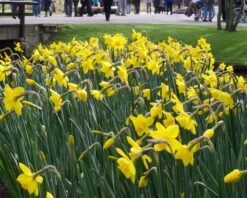 Narcissus 'Sweetness' 13 Narcissus 'Sweetness' -Flowers Sales Store narcissus sweetness 2