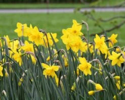 Narcissus 'Sweetness' 14 Narcissus 'Sweetness' -Flowers Sales Store narcissus sweetness 7