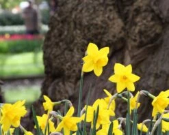 Narcissus 'Sweetness' 19 Narcissus 'Sweetness' -Flowers Sales Store narcissus sweetness 8