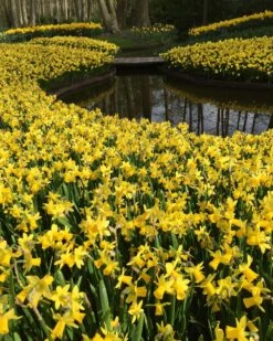 Narcissus 'Tête à Tête' 26 Narcissus 'Tête à Tête' -Flowers Sales Store narcissus tete a tete 10