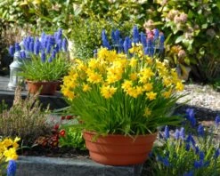 Narcissus 'Tête à Tête' 27 Narcissus 'Tête à Tête' -Flowers Sales Store narcissus tete a tete 12