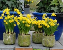 Narcissus 'Tête à Tête' 20 Narcissus 'Tête à Tête' -Flowers Sales Store narcissus tete a tete 13