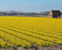 Narcissus 'Tête à Tête' 28 Narcissus 'Tête à Tête' -Flowers Sales Store narcissus tete a tete 14