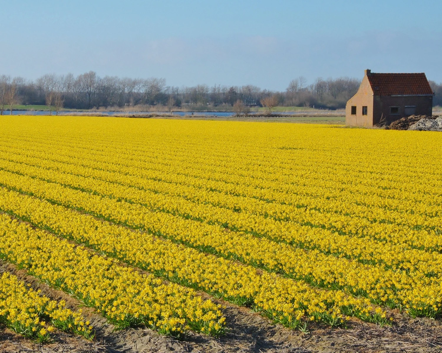 Narcissus 'Tête à Tête' 13 Narcissus 'Tête à Tête' - Image 12