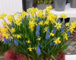 Narcissus 'Tête à Tête' 30 Narcissus 'Tête à Tête' -Flowers Sales Store narcissus tete a tete 16