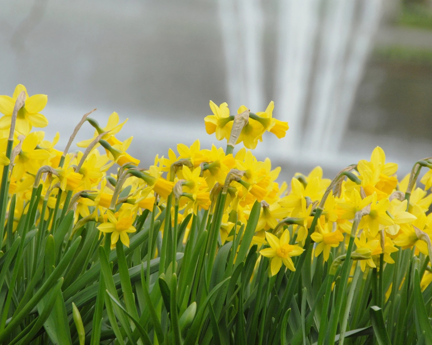 Narcissus 'Tête à Tête' 16 Narcissus 'Tête à Tête' - Image 15