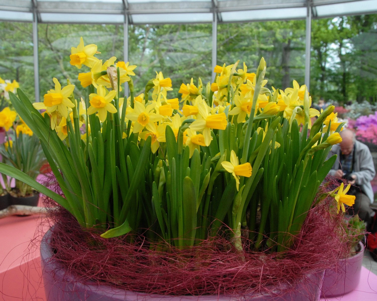 Narcissus 'Tête à Tête' 17 Narcissus 'Tête à Tête' - Image 16