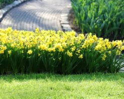 Narcissus 'Tête à Tête' 21 Narcissus 'Tête à Tête' -Flowers Sales Store narcissus tete a tete 1 90fc9e3f f8ba 4435 a253 cccb5fb76295