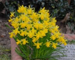 Narcissus 'Tête à Tête' 19 Narcissus 'Tête à Tête' -Flowers Sales Store narcissus tete a tete 4