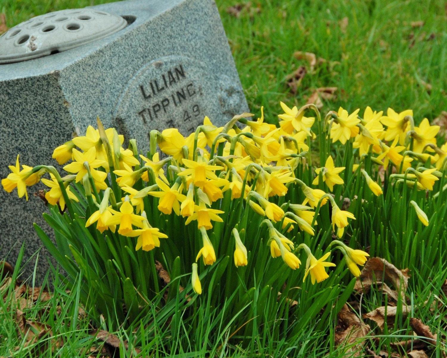 Narcissus 'Tête à Tête' 14 Narcissus 'Tête à Tête' - Image 13