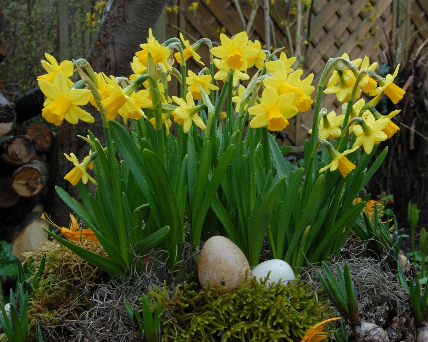 Narcissus 'Tête à Tête' 7 Narcissus 'Tête à Tête' - Image 6