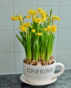 Narcissus 'Tête à Tête' 23 Narcissus 'Tête à Tête' -Flowers Sales Store narcissus tete a tete 7