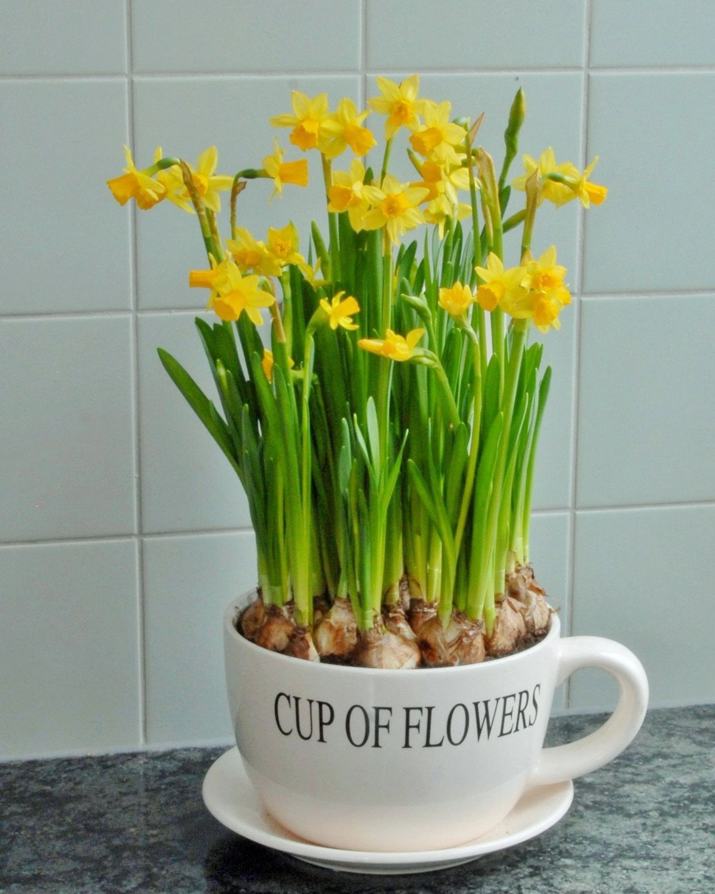 Narcissus 'Tête à Tête' 8 Narcissus 'Tête à Tête' - Image 7