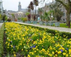 Narcissus 'Tête à Tête' 25 Narcissus 'Tête à Tête' -Flowers Sales Store narcissus tete a tete 9