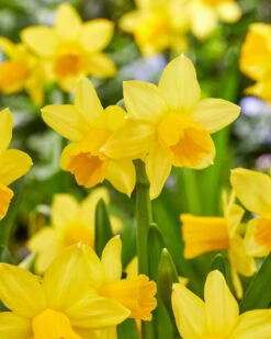Narcissus 'Tête à Tête XXL' -Flowers Sales Store narcissus tete a tete xxl 0