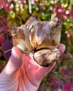 Narcissus 'Tête à Tête XXL' -Flowers Sales Store narcissus tete a tete xxl 0 047492ca c9d0 4ac1 aca2 baa9ed9ba25c