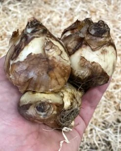 Narcissus 'Tête à Tête XXL' -Flowers Sales Store narcissus tete a tete xxl 1