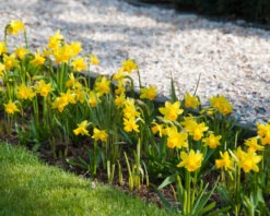 Narcissus 'Tête à Tête XXL' -Flowers Sales Store narcissus tete a tete xxl 3