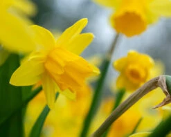 Narcissus 'Tête à Tête XXL' -Flowers Sales Store narcissus tete a tete xxl 4
