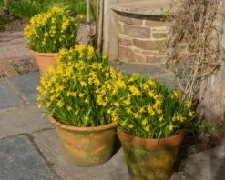 Narcissus 'Tête à Tête XXL' -Flowers Sales Store narcissus tete a tete xxl 5