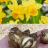 Narcissus 'Tête à Tête XXL' -Flowers Sales Store narcissus tete a tete xxl 6