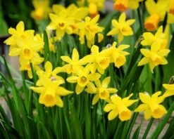 Narcissus 'Tête à Tête XXL' -Flowers Sales Store narcissus tete a tete xxl 7