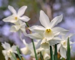 Narcissus 'Thalia' -Flowers Sales Store narcissus thalia 0
