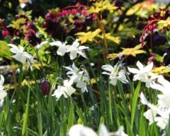 Narcissus 'Thalia' -Flowers Sales Store narcissus thalia 10