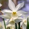 Narcissus 'Thalia' -Flowers Sales Store narcissus thalia 11