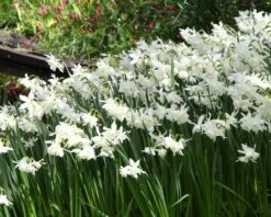 Narcissus 'Thalia' -Flowers Sales Store narcissus thalia 20