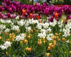 Narcissus 'Thalia' -Flowers Sales Store narcissus thalia 2 ccaefb35 1d77 434c b188 7b9a5b6e5616