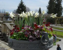 Narcissus 'Thalia' -Flowers Sales Store narcissus thalia 5