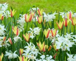 Narcissus 'Thalia' -Flowers Sales Store narcissus thalia 6