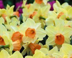 Narcissus 'Tickled Pinkeen' -Flowers Sales Store narcissus tickled pinkeen 3