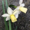 Narcissus 'Toto' -Flowers Sales Store narcissus toto 0