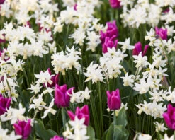 Narcissus 'Toto' -Flowers Sales Store narcissus toto 2