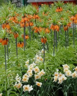 Narcissus 'Trepolo' 11 Narcissus 'Trepolo' -Flowers Sales Store narcissus trepolo 1