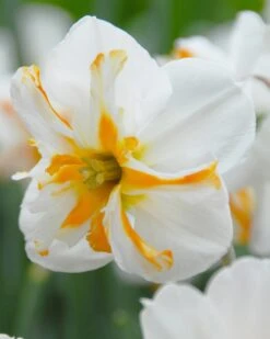 Narcissus 'Trepolo'