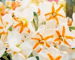 Narcissus 'Trepolo' 10 Narcissus 'Trepolo' -Flowers Sales Store narcissus trepolo 3