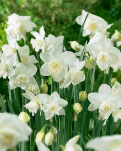 Narcissus 'White Marvel'