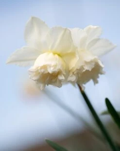 Narcissus 'White Marvel' -Flowers Sales Store narcissus white marvel 1