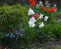 Narcissus 'White Marvel' -Flowers Sales Store narcissus white marvel 10
