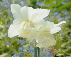 Narcissus 'White Marvel' -Flowers Sales Store narcissus white marvel 11