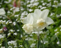 Narcissus 'White Marvel' -Flowers Sales Store narcissus white marvel 12