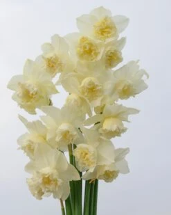 Narcissus 'White Marvel' -Flowers Sales Store narcissus white marvel 13