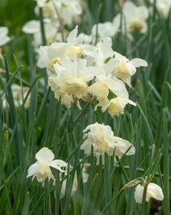Narcissus 'White Marvel' -Flowers Sales Store narcissus white marvel 15